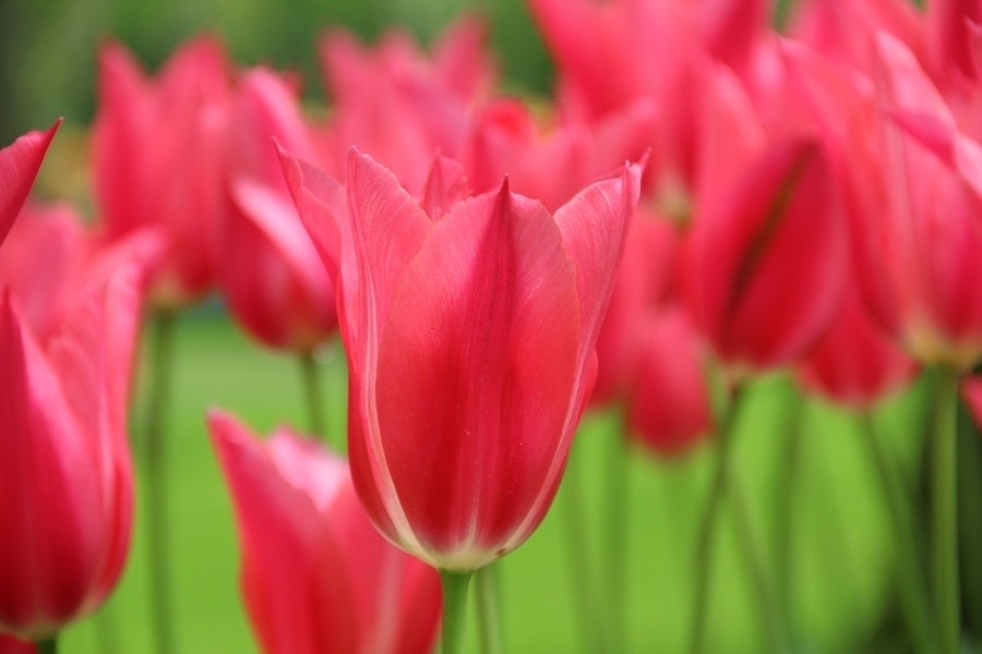 Tulp (Tulipa 'Mariette')