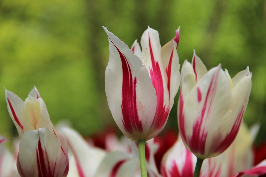 Tulp (Tulipa 'Marilyn')