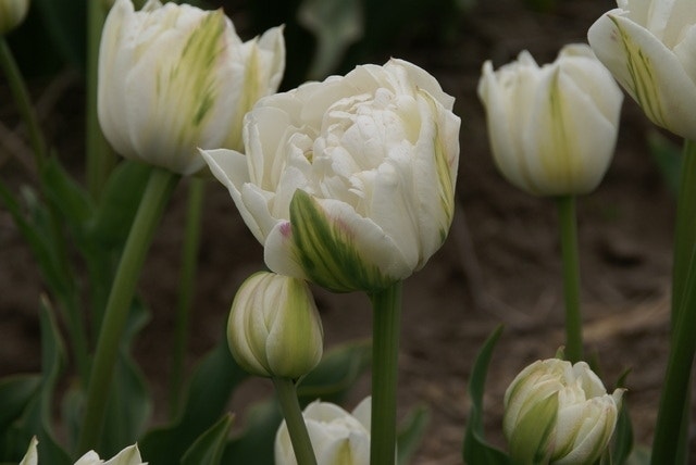 Tulp (Tulipa 'Mount Tacoma', Dubbele Tulpen)