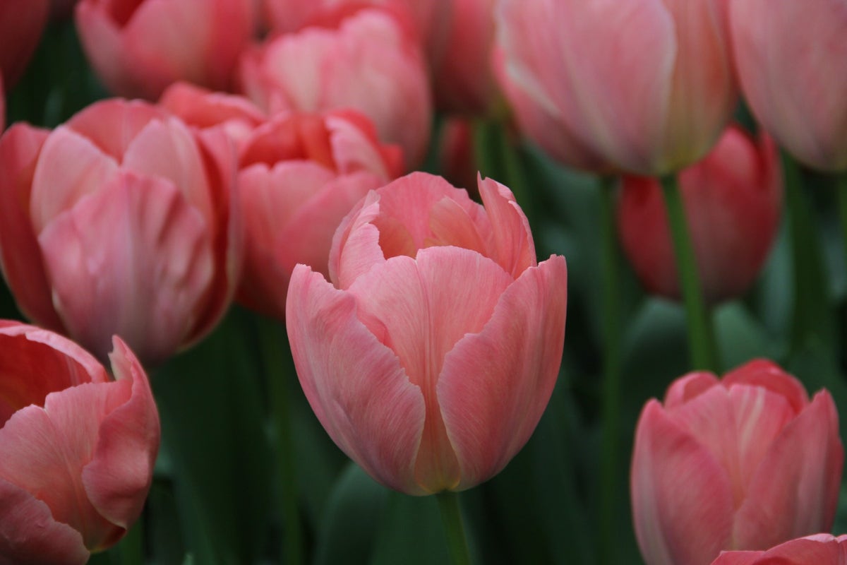 Tulp (Tulipa 'Mystic van Eijk')