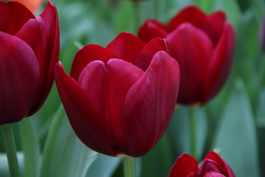 Tulp (Tulipa 'National Velvet', Triumph)