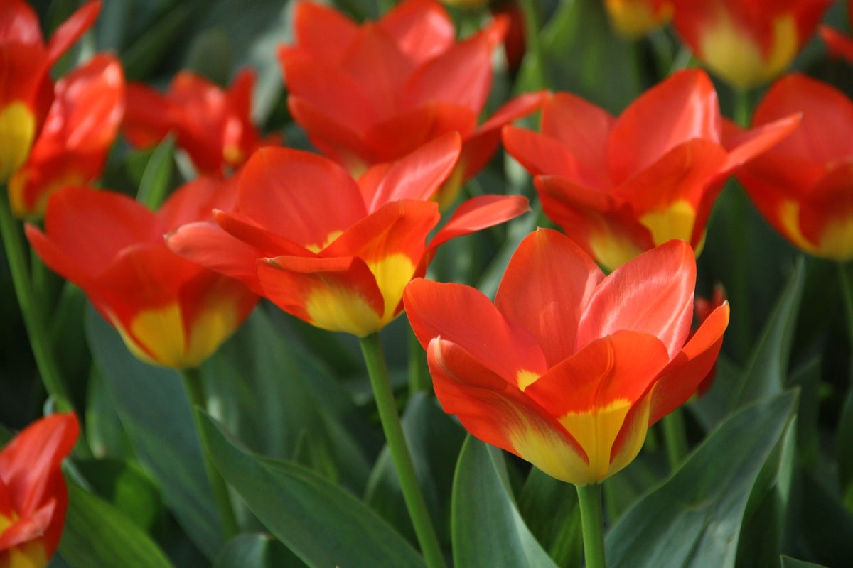 Tulp (Tulipa 'Oracle')