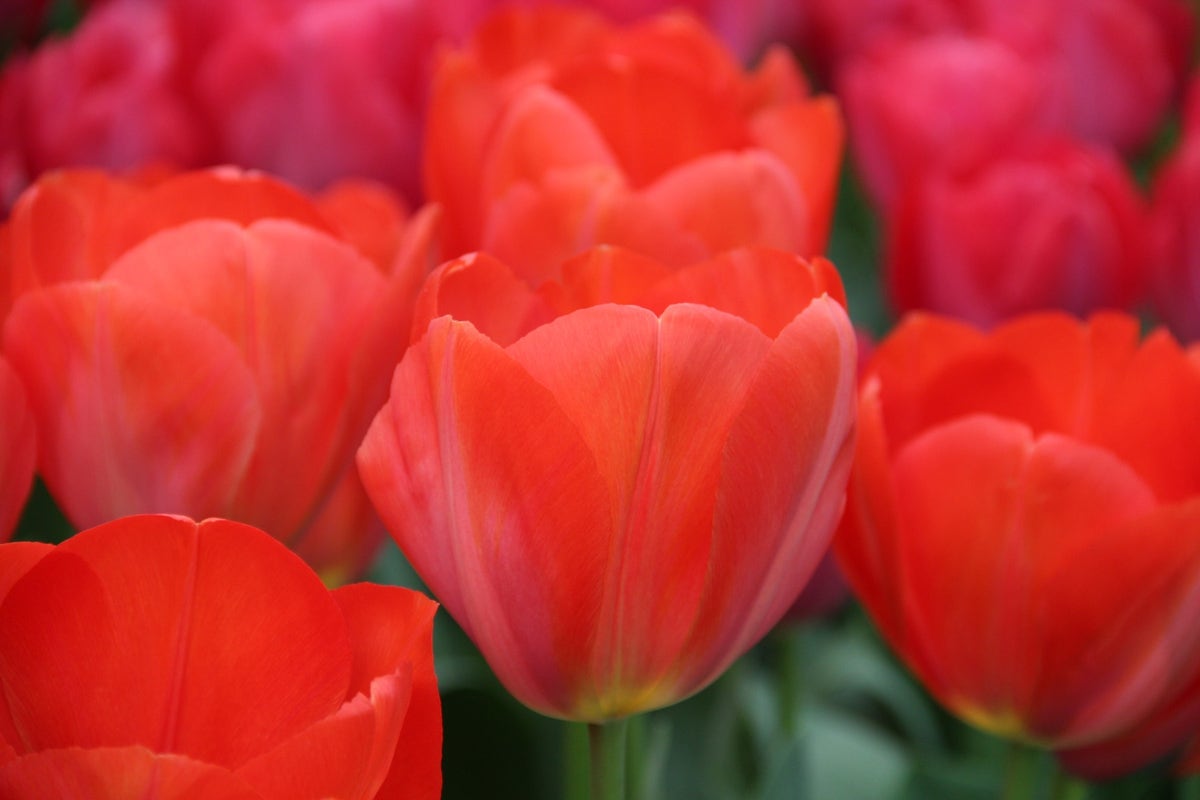 Tulp (Tulipa 'Orange van Eijk')