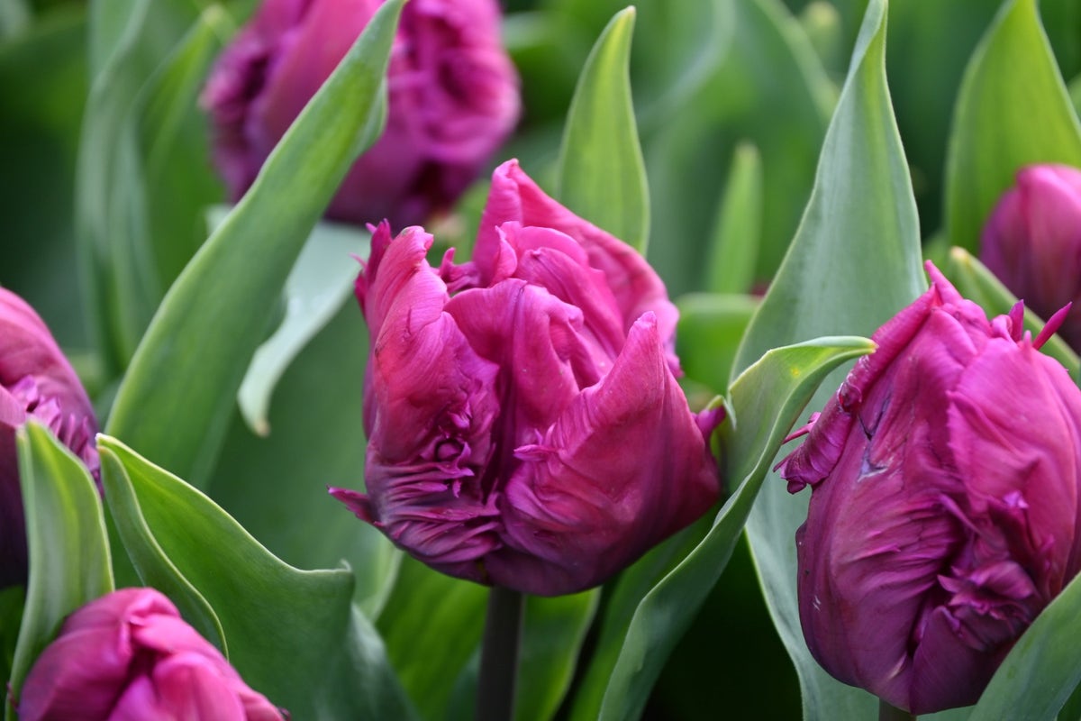 Tulp (Tulipa 'Parrot Prince')