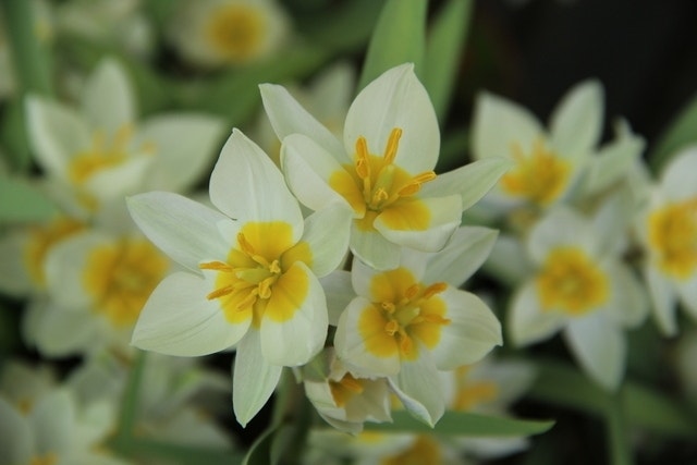 Tulp (Tulipa polychroma)