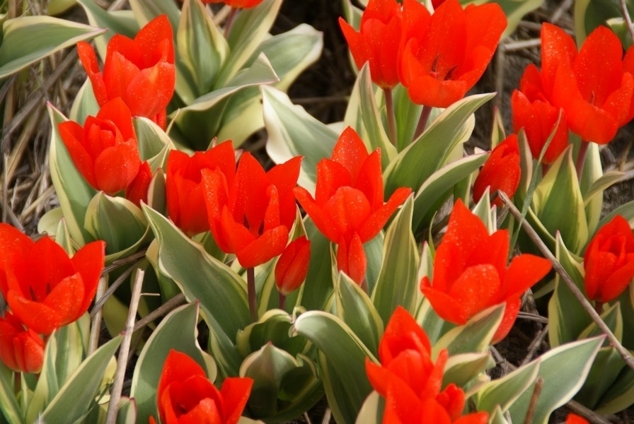 Tulp (Tulipa praestans 'Bloemenlust')