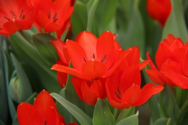 Tulp (Tulipa praestans 'Füsilier')