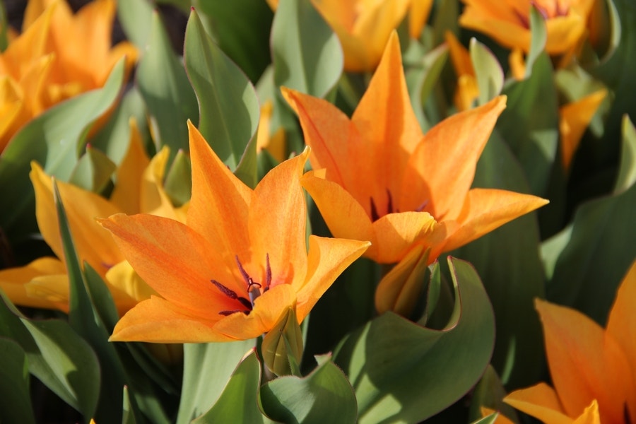 Tulp (Tulipa praestans ‘Shogun’®)