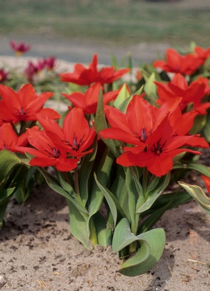 Tulp (Tulipa praestans 'Zwanenburg Variety')