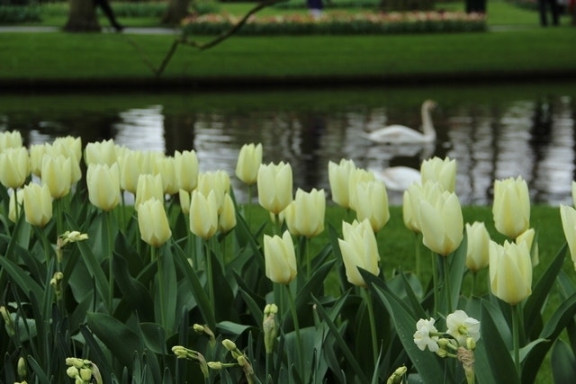 Tulp (Tulipa 'Purissima', Fosteriana)