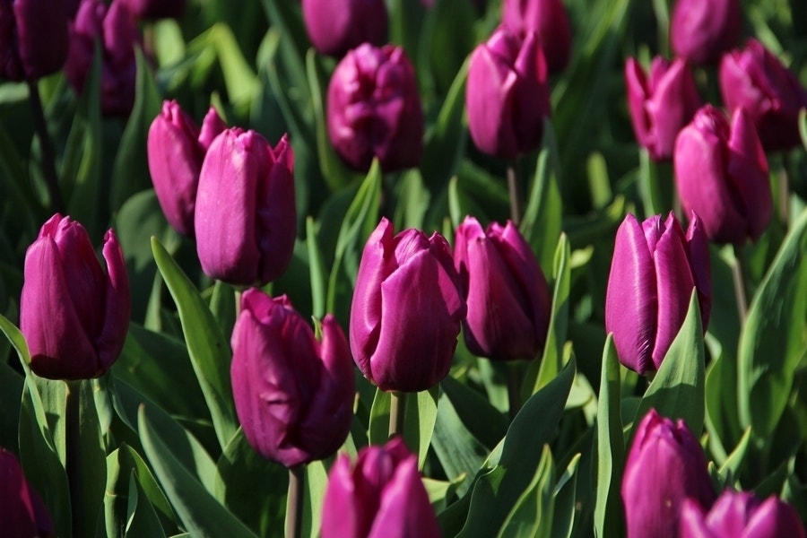 Tulp (Tulipa 'Purple Prince, Enkel vroeg)