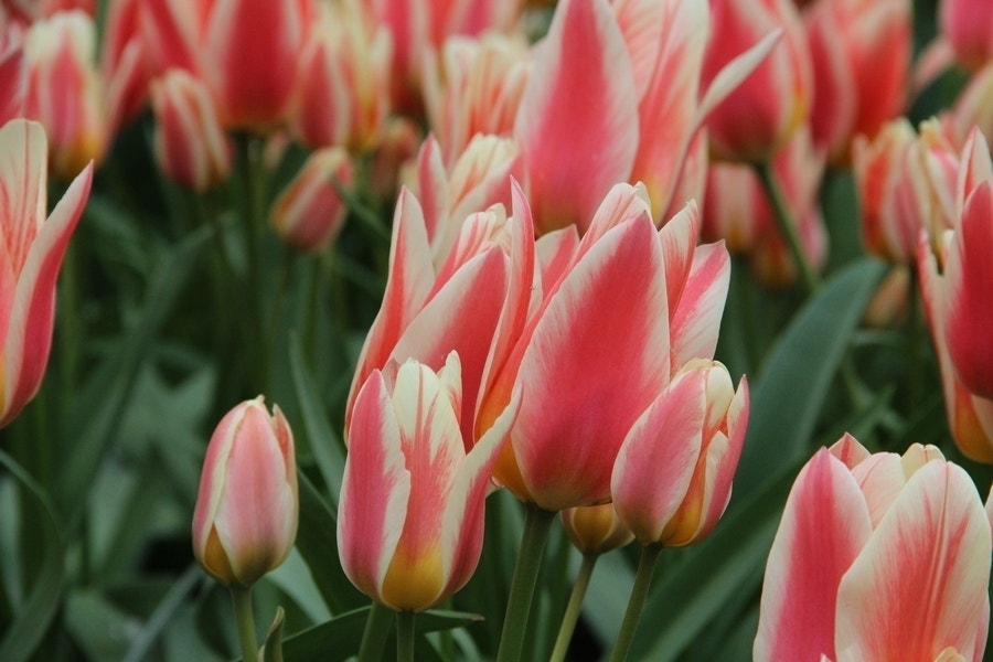 Tulp (Tulipa 'Quebec')