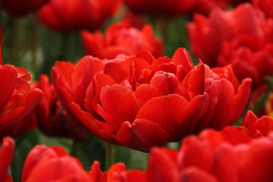 Tulp (Tulipa 'Red Princess')