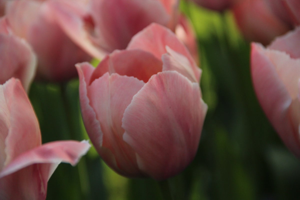 Tulp (Tulipa 'Salmon van Eijk')