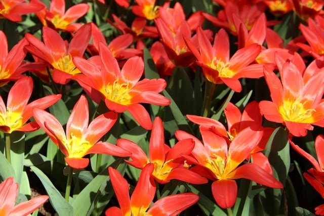 Tulp (Tulipa 'Scarlet Baby')