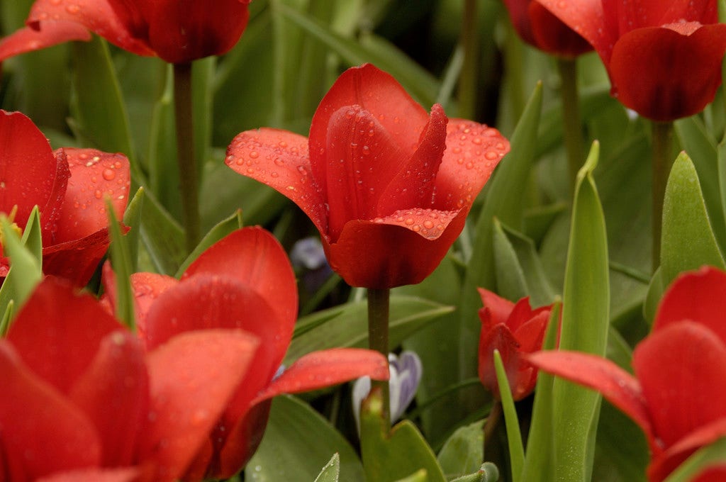 Tulp (Tulipa  'Showwinner')