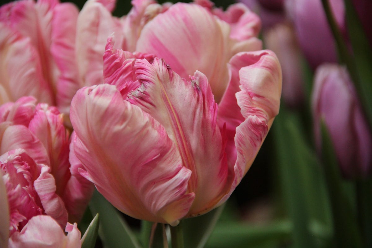 Tulp (Tulipa 'Silver Parrot')