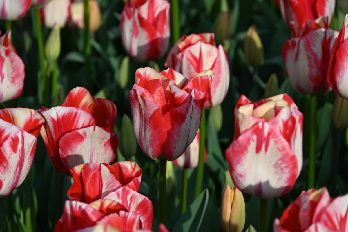 Tulp (Tulipa 'Spryng Rembrandt')