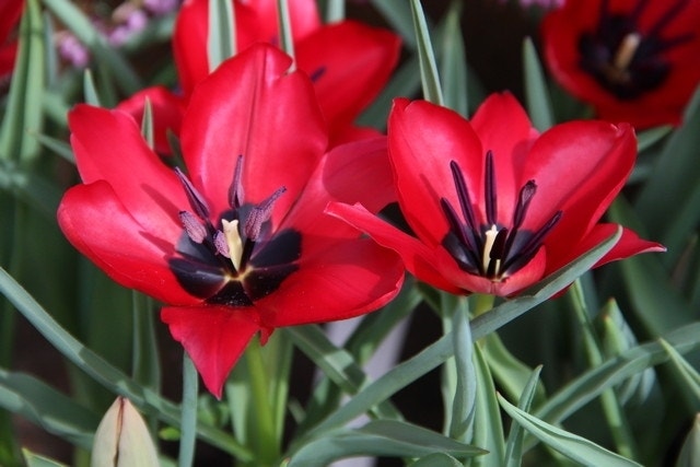 Tulp (Tulipa stapfii)