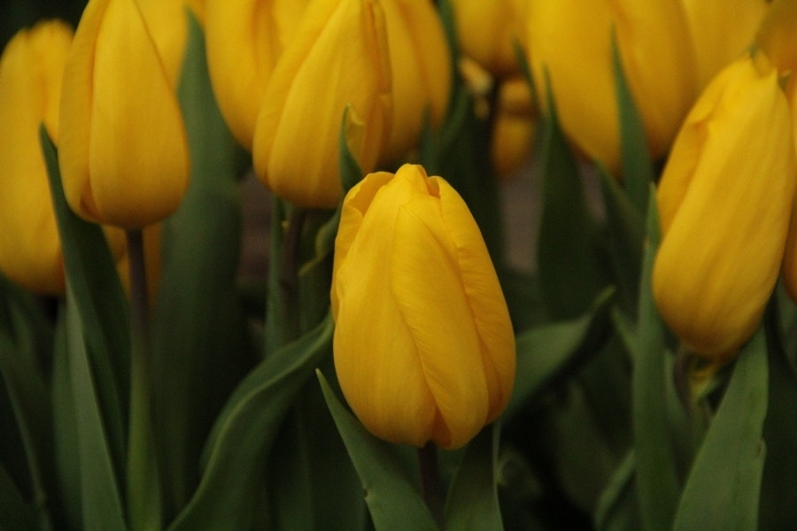 Tulp (Tulipa 'Strong Gold', Triumph)