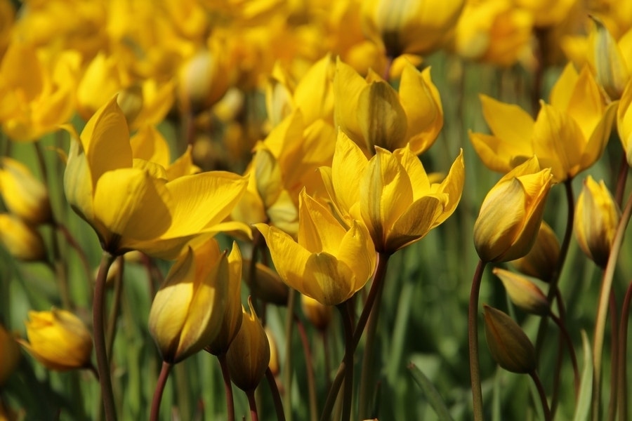 Tulp (Tulipa sylvestris - florentine odorate)