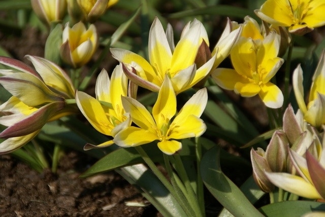 Tulp (Tulipa tarda)