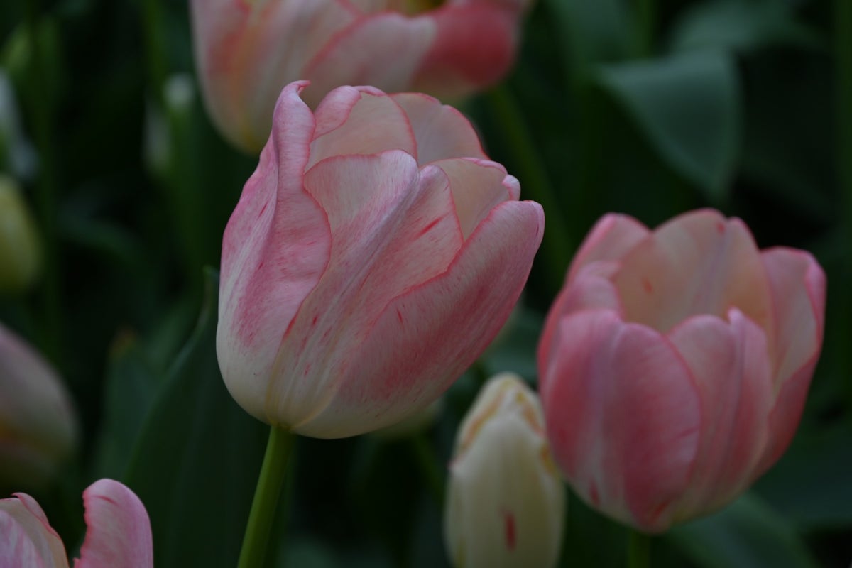 Tulp (Tulipa 'Tequila Sunrise')