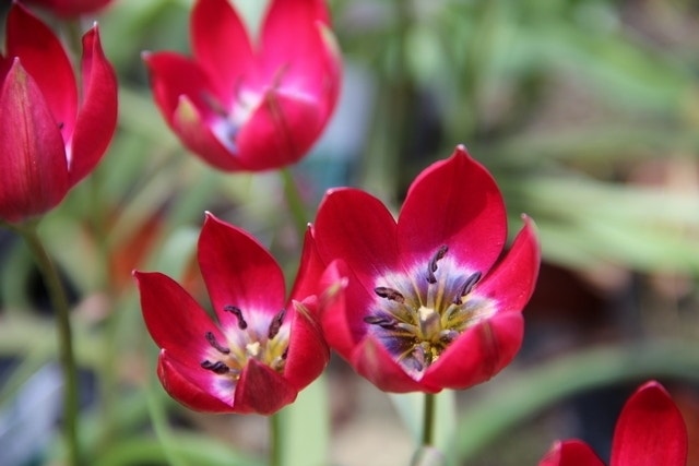 Tulp (Tulipa 'Tiny Timo')