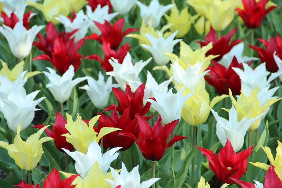 Tulp (Tulipa Tres Chic Festival®)