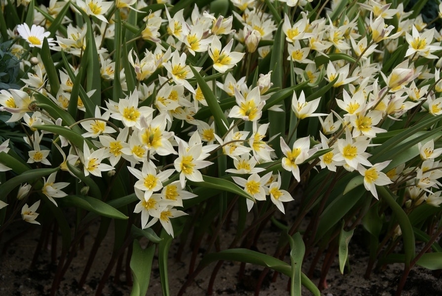 Tulp (Tulipa turkestanica)