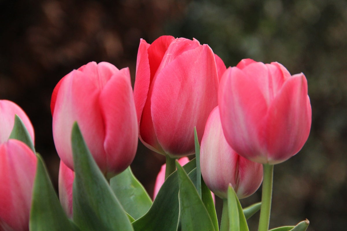 Tulp (Tulipa 'Van Eijk')