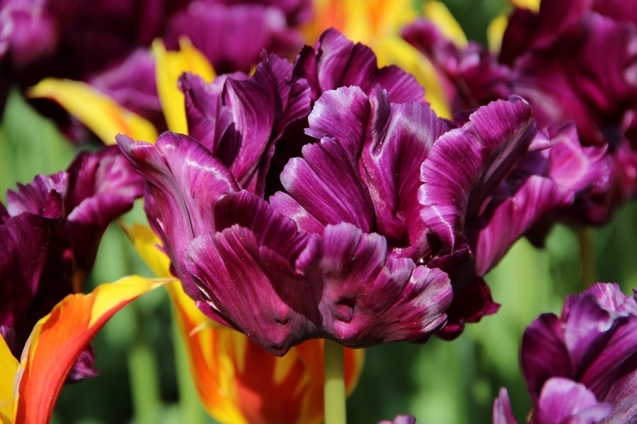 Tulp (Tulipa 'Victoria Secret', Parkiet)