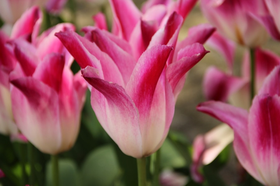 Tulp (Tulipa 'Whispering Dream' ®, Triumph)