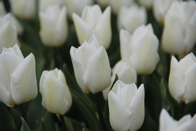 Tulp (Tulipa 'White Prince', Enkel vroeg)