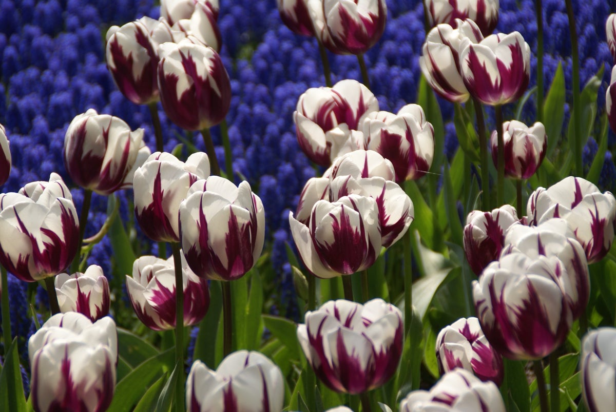 Tulp (Tulipa 'Rem's Favourite')