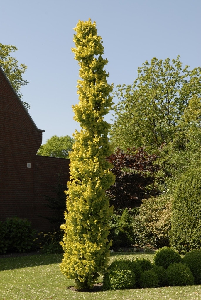 Goudiep (Ulmus hollandica 'Wredei')