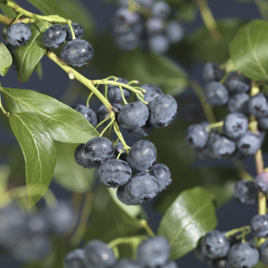 Amerikaanse Bosbes (Vaccinium corymbosum 'Jersey')