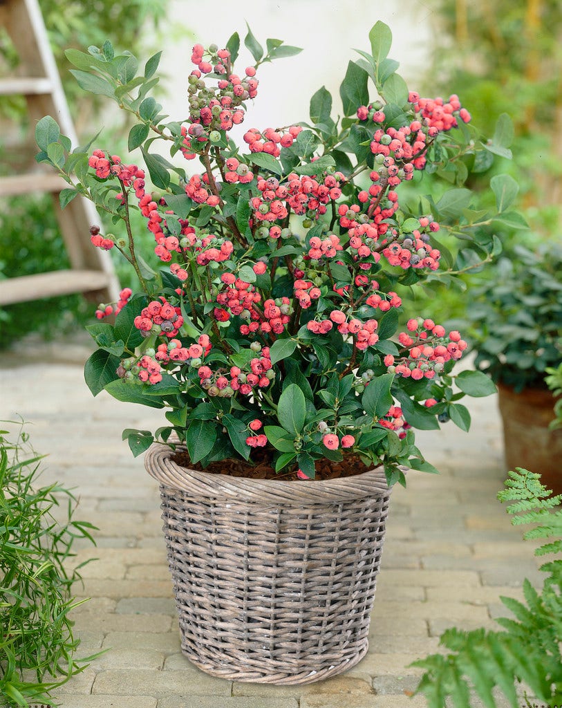 Bosbes (Vaccinium corymbosum 'Pink Berry')