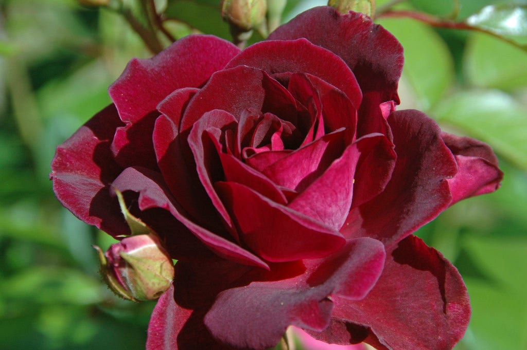 Trosroos (Rosa 'Burgundy Ice')