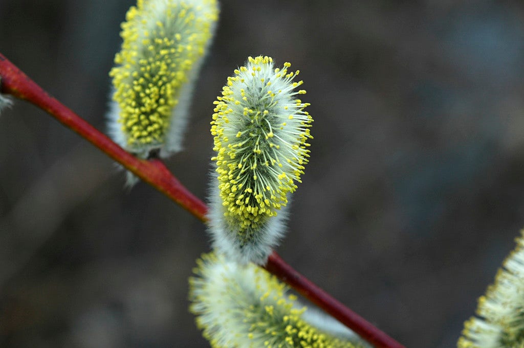 Boswilg, bosplantsoen (Salix caprea)