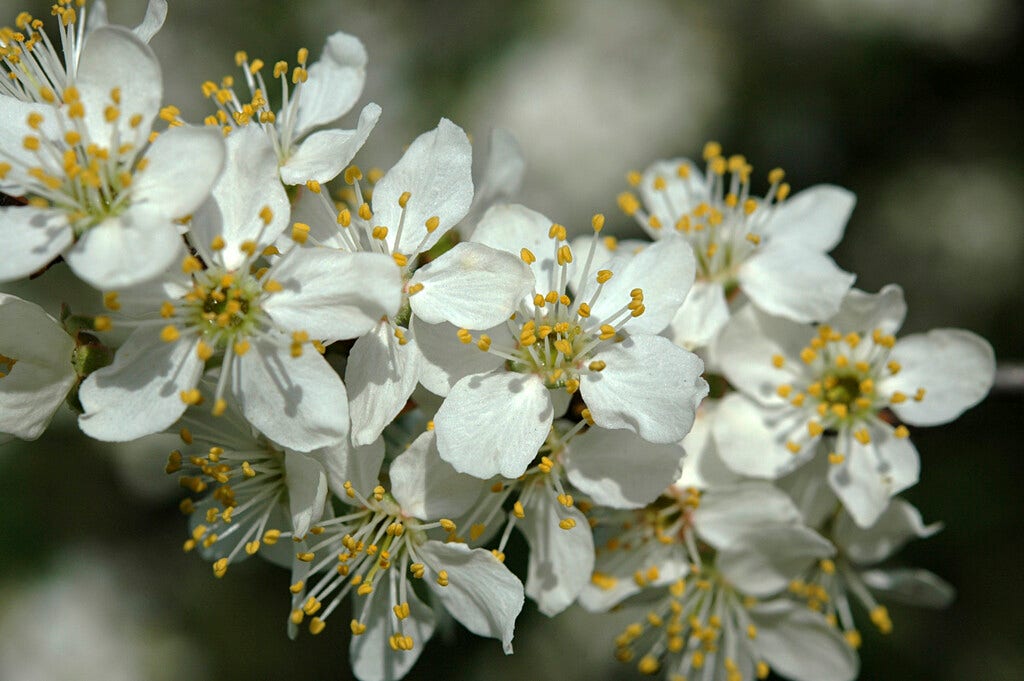 Sleedoorn, bosplantsoen (Prunus spinosa)