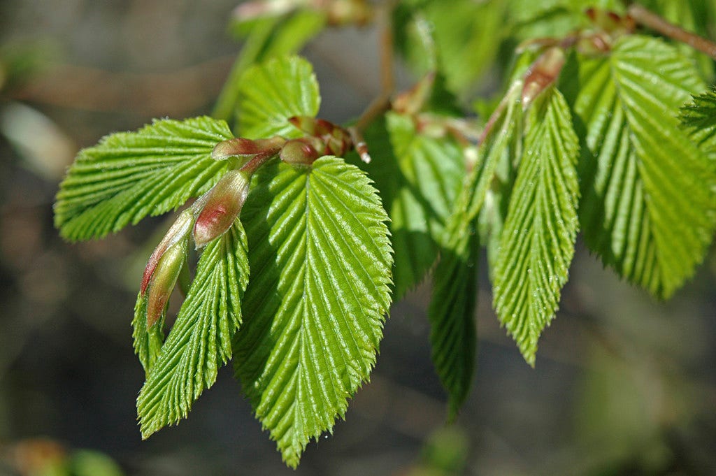 Haagbeuk als leivorm (Carpinus betulus)