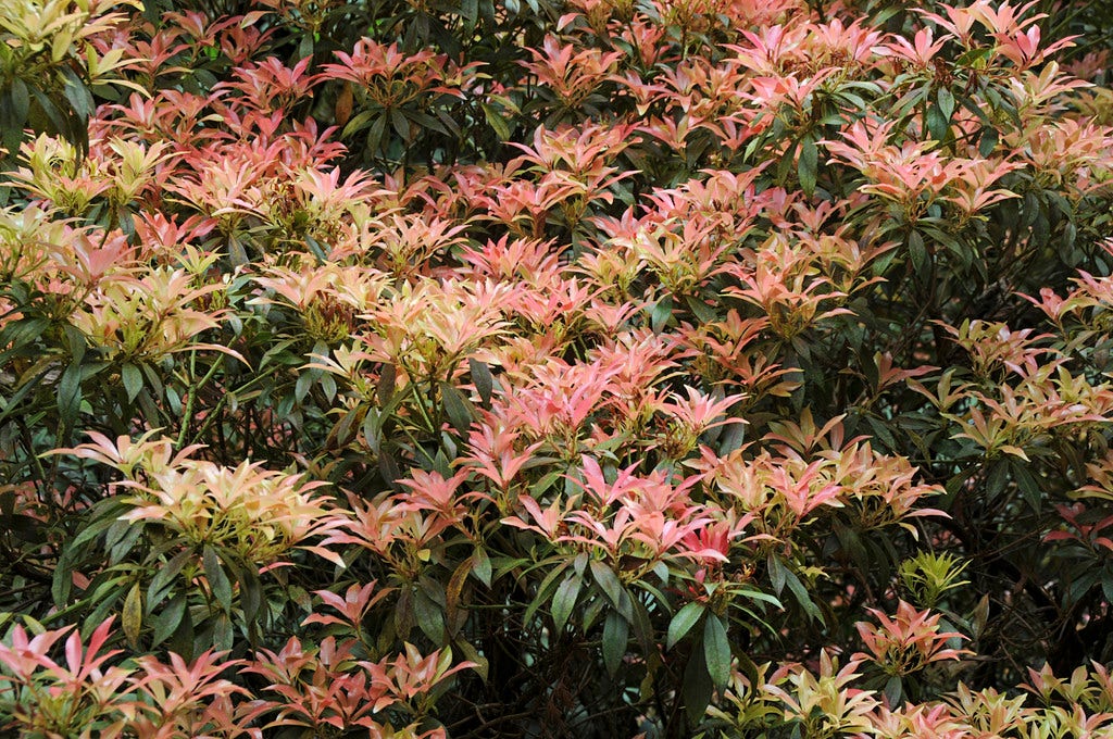 Rotsheide (Pieris japonica)