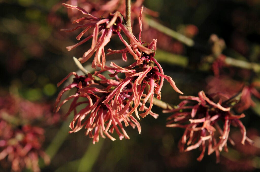 Toverhazelaar (Hamamelis intermedia 'Ruby Glow')