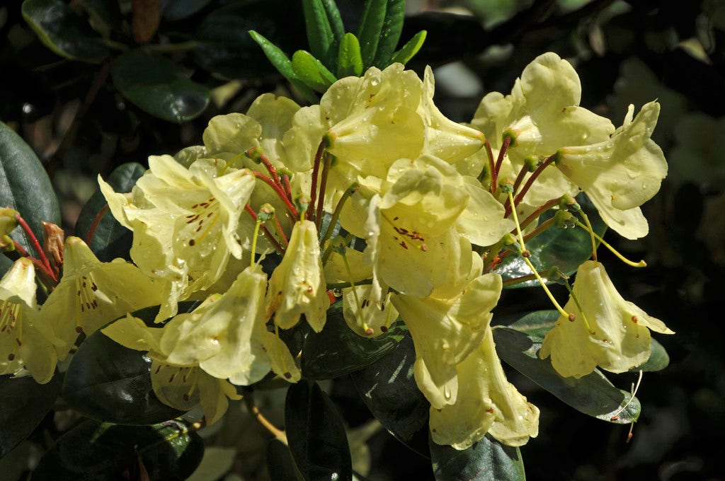 Rhododendron (Rhododendron 'Goldinetta')