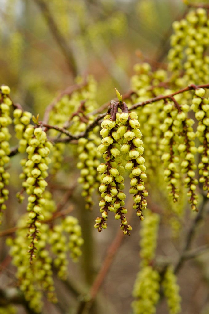 Staartaar (Stachyurus praecox)