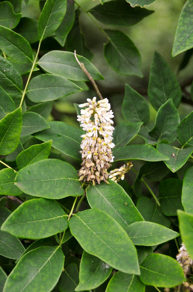 Maackia (Maackia amurensis)