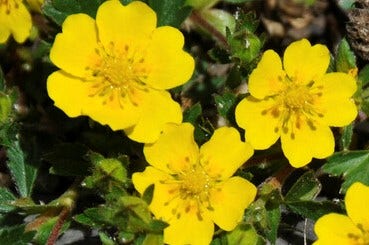 Ganzerik (Potentilla neumanniana)