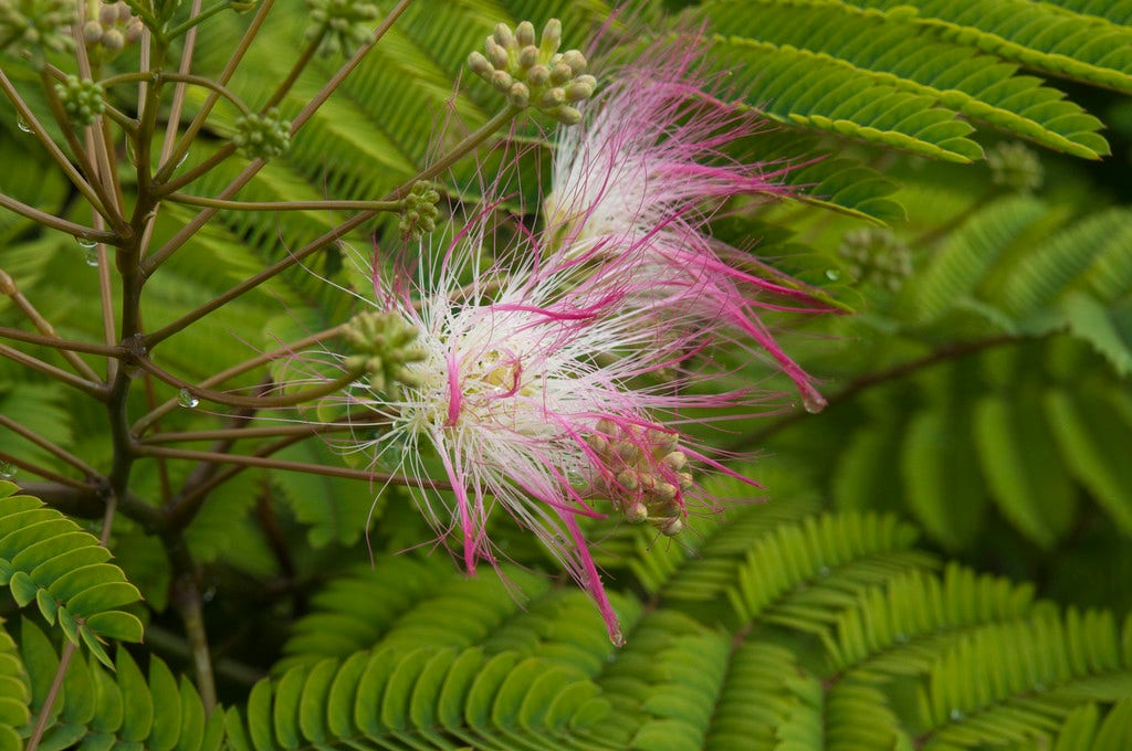 Perzische slaapboom als halfstam (Albizia julibrissin)