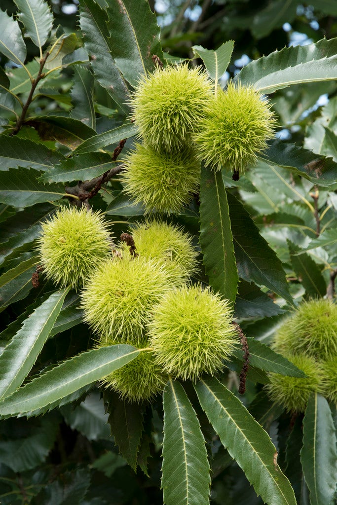 Tamme Kastanje, bosplantsoen (Castanea sativa)